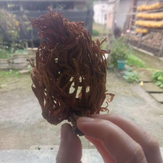 宁强县鹿茸菇 野生珊瑚菌干货