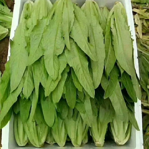 邯郸青香油麦菜 25~30cm