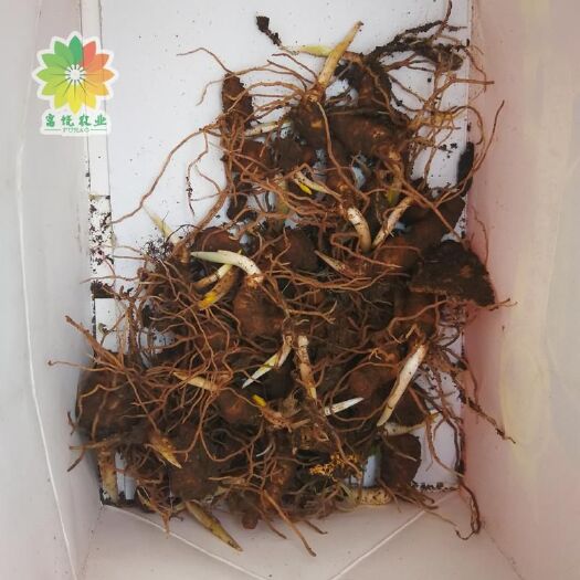 随州重楼种子
