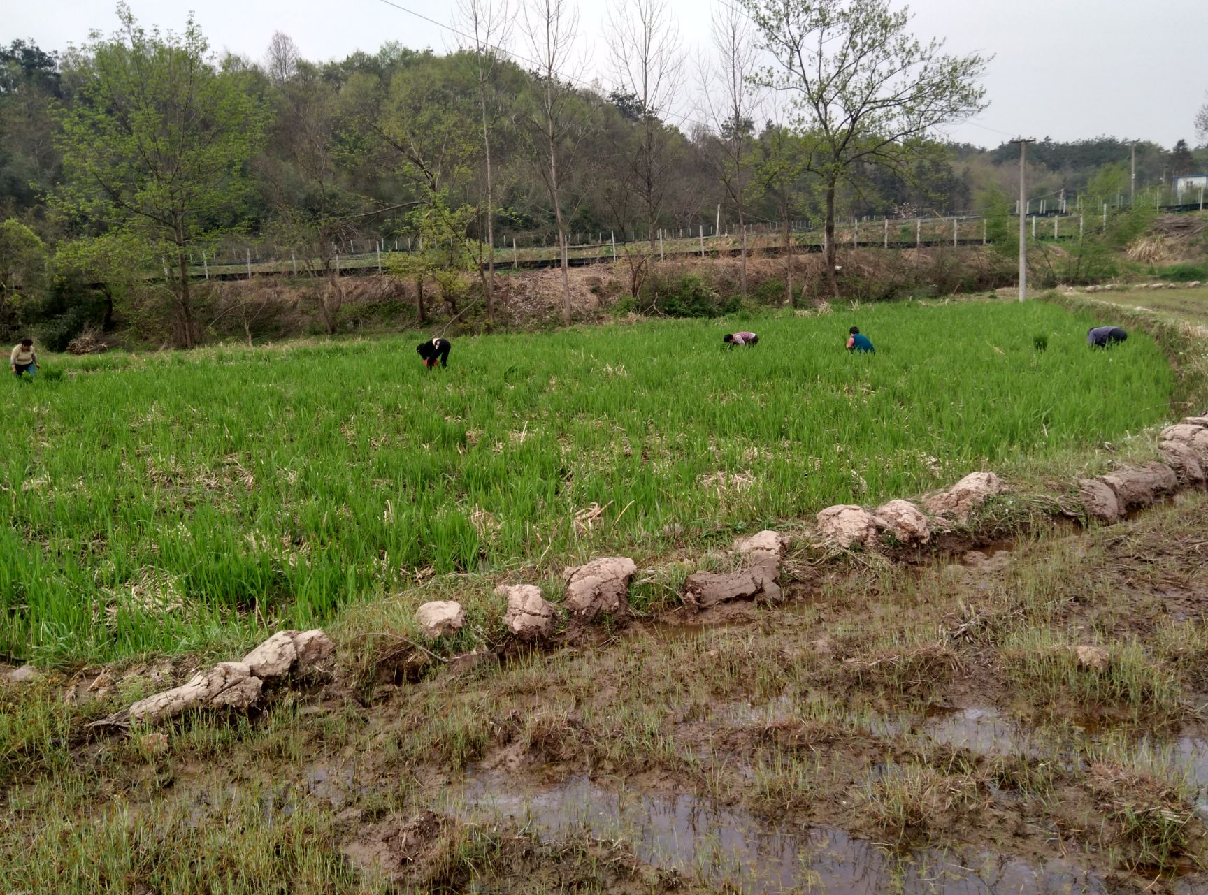 茭白种苗  安徽省六安市大量供应老品种早熟双季茭白苗包运费