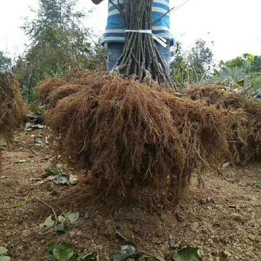 苍溪县红阳猕猴桃苗 嫁接苗 