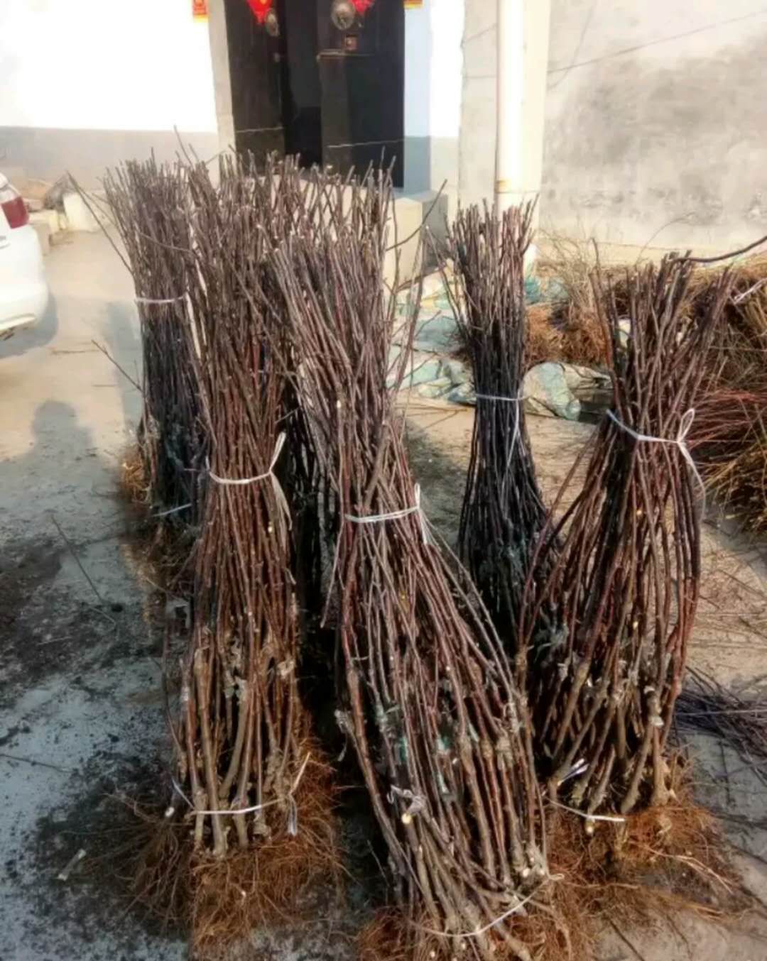 红肉苹果树苗 1~1.5米 