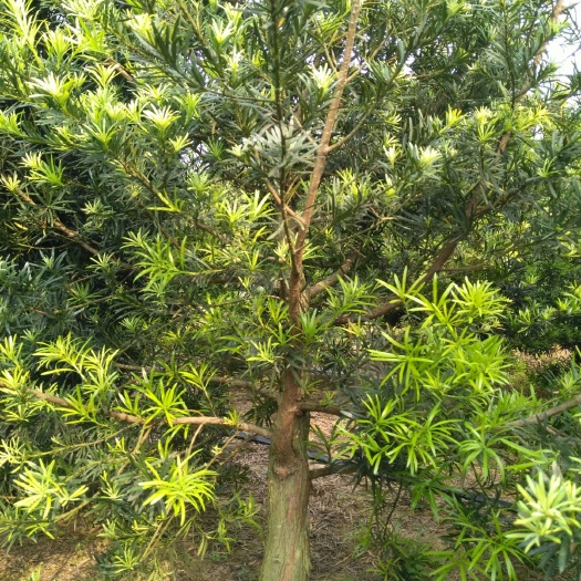 北海北海罗汉松