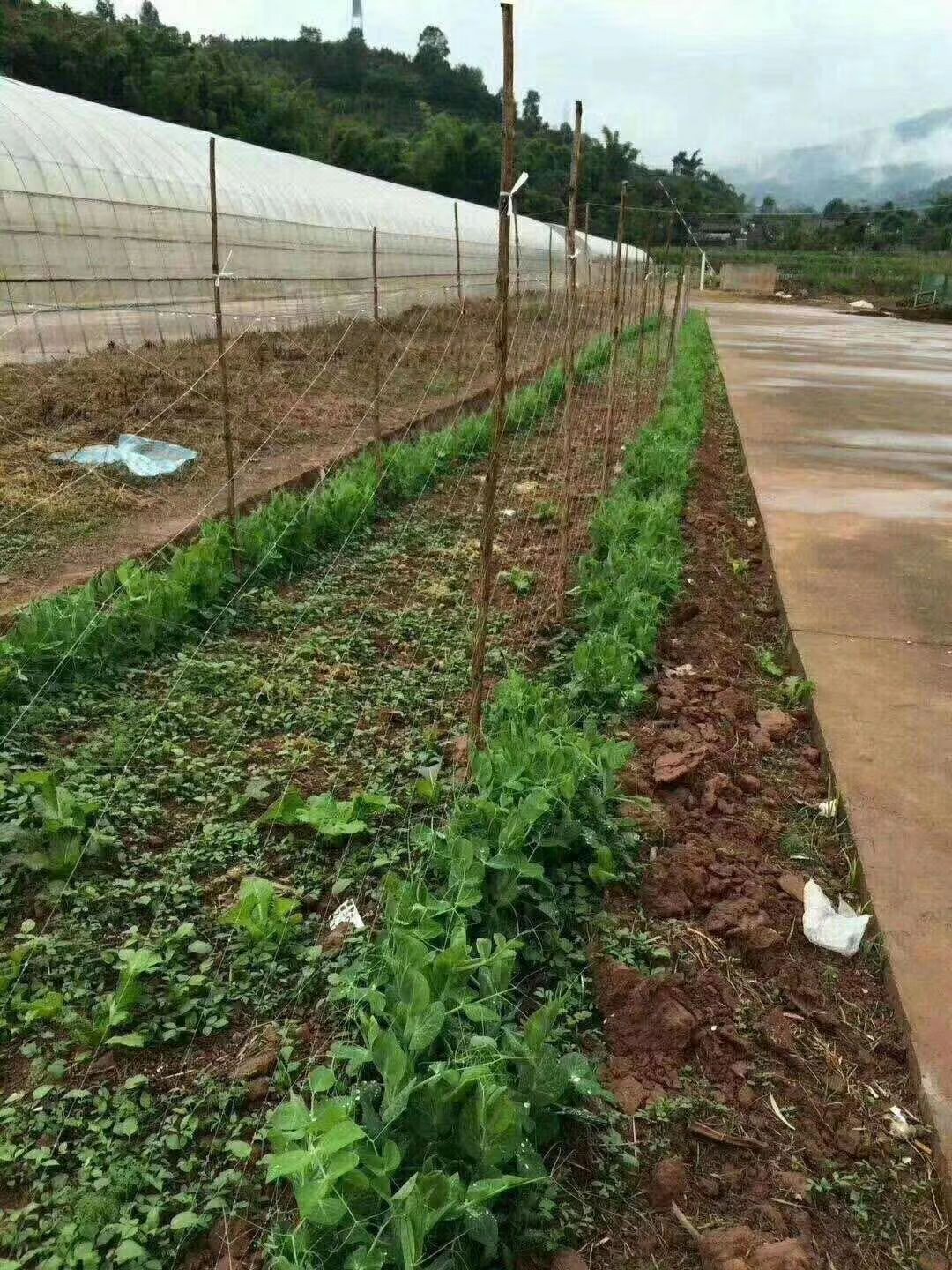 爬藤网  各种豆角网荷兰豆芸豆四季豆长豆角不老豆豇豆角植物攀