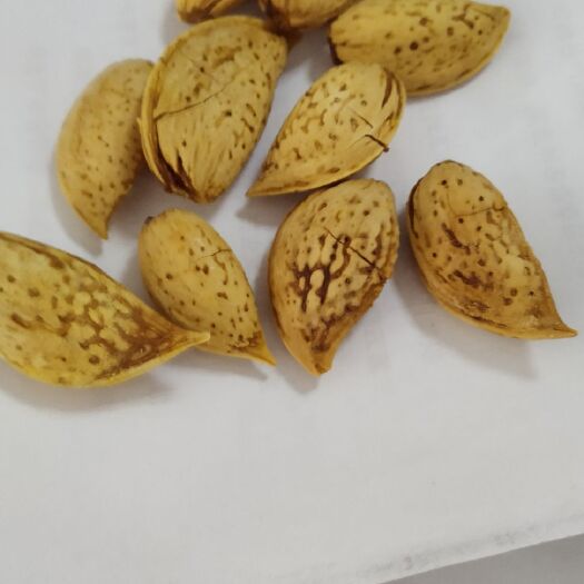 樟树市大扁杏仁 成色均匀，果实饱满，口感回香