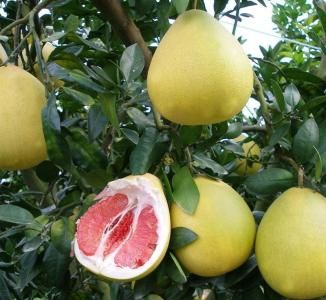 红心柚 2斤以上 