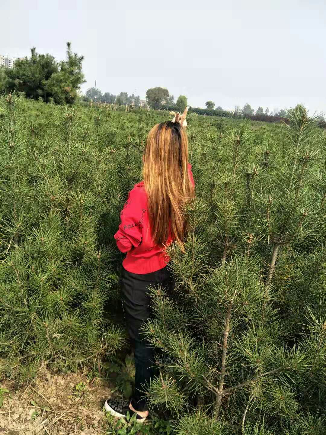 白皮松，1米起步～大田～陕西周至货源