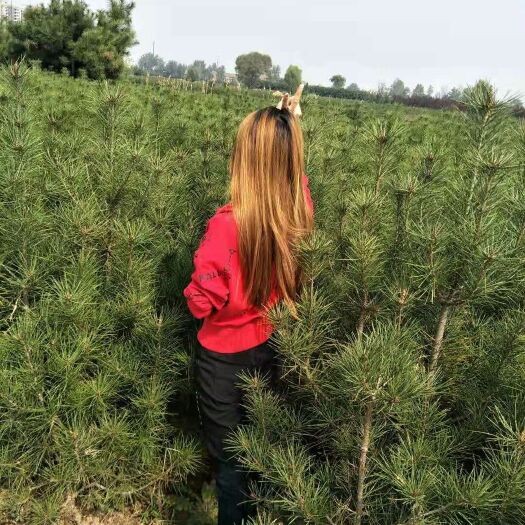 周至县白皮松，1米起步～大田～陕西周至货源