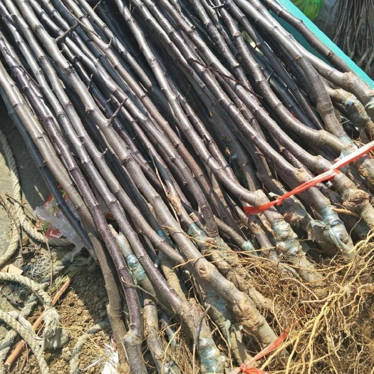 泰安红肉苹果树苗 1~1.5米 