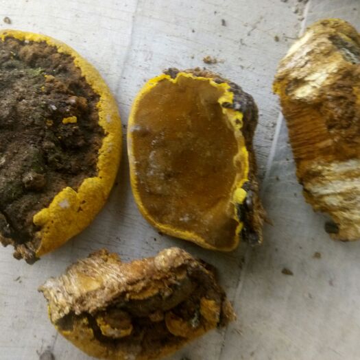 略阳县桑黄  秦岭深山生长老桑树干货包邮