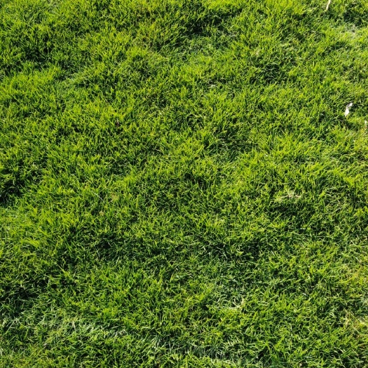 广州马尼拉草皮 