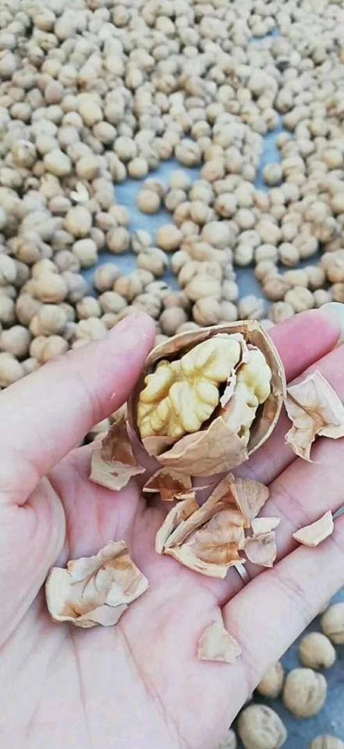 中牟县纸皮核桃  20年新货新疆纸皮185核桃，手捏既开，仁子饱满，口感香甜！