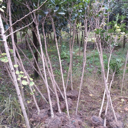 眉山金桂 