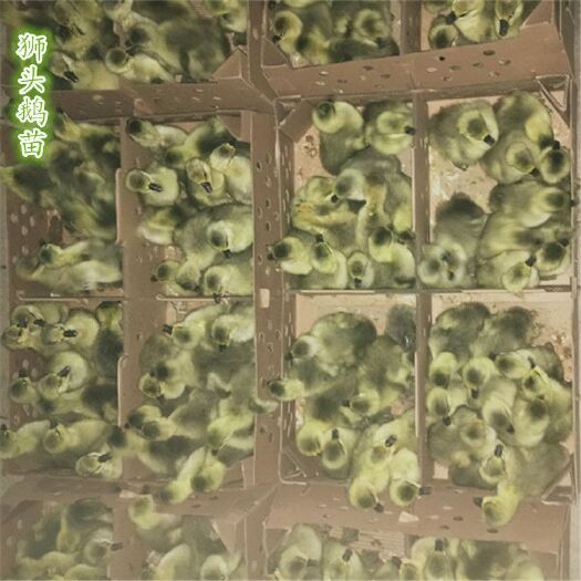 广州狮头鹅苗 