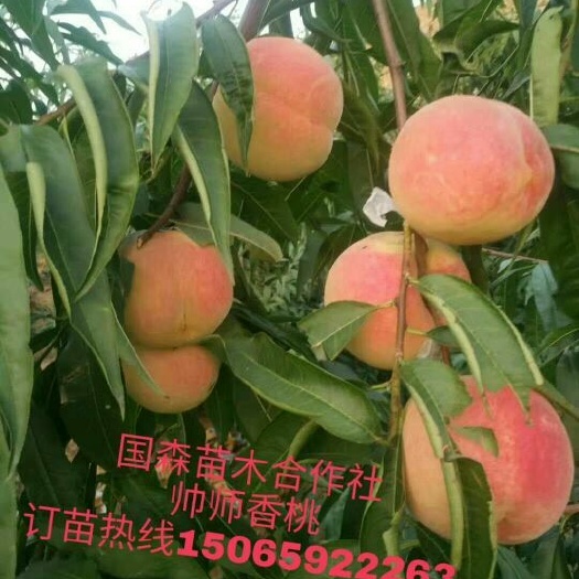 平邑县帅师香桃苗 帅师香红桃桃苗晚熟好品种死苗补发