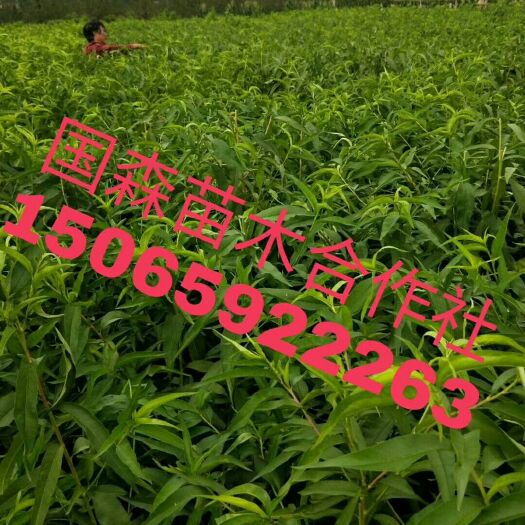 平邑县锦绣黄桃苗 早熟中熟晚熟黄桃苗死苗补发