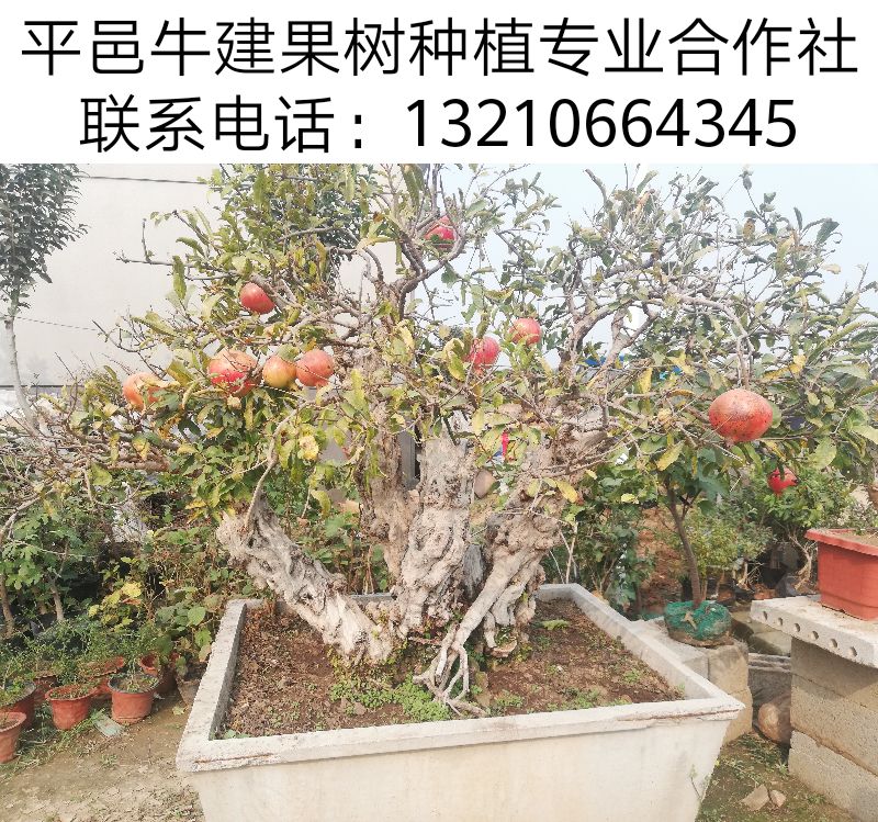 平邑县石榴树盆栽 自家种植，现挖现卖。