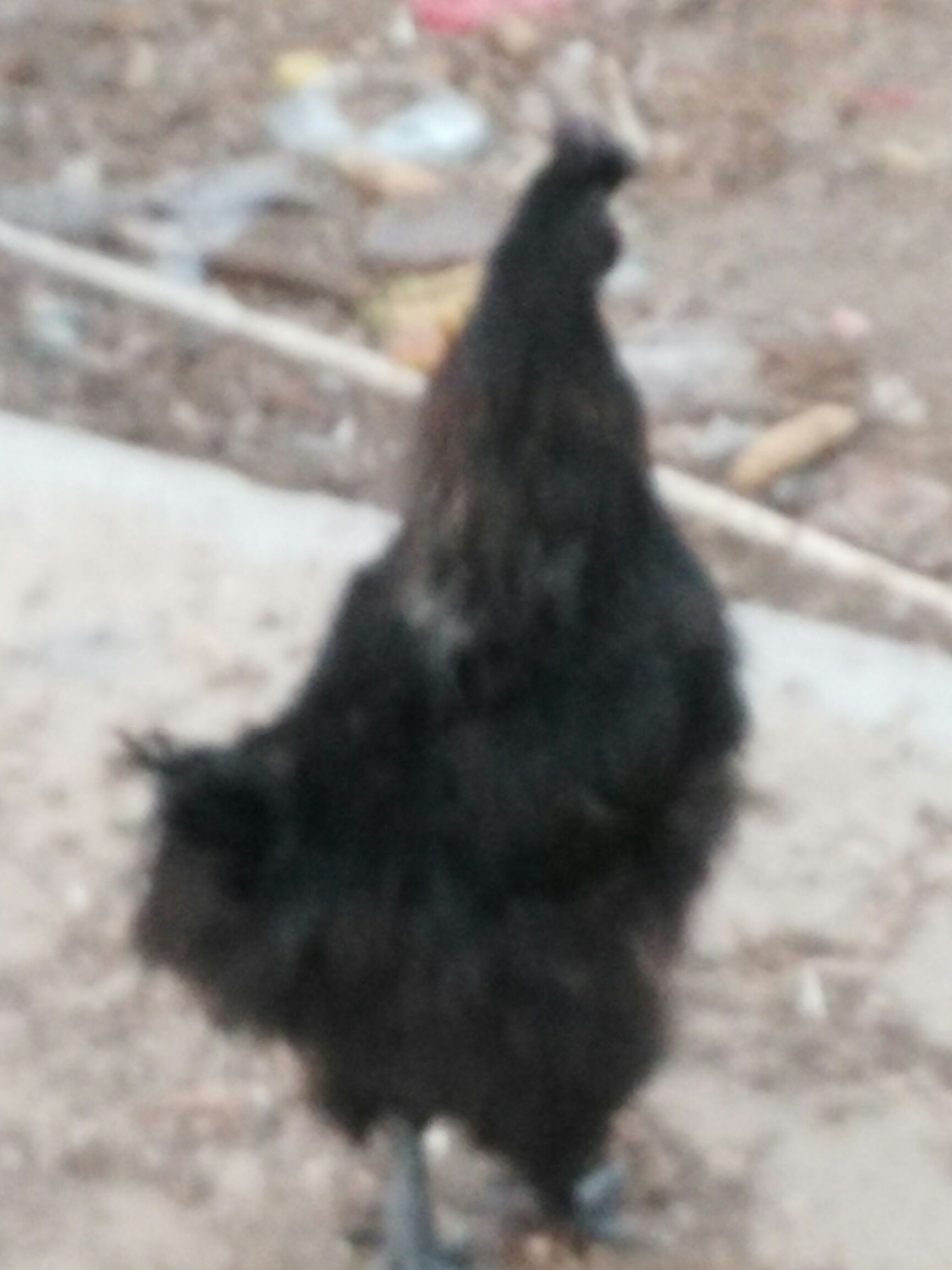 鼎粮农昌五黑鸡  农家散养四年老乌骨鸡