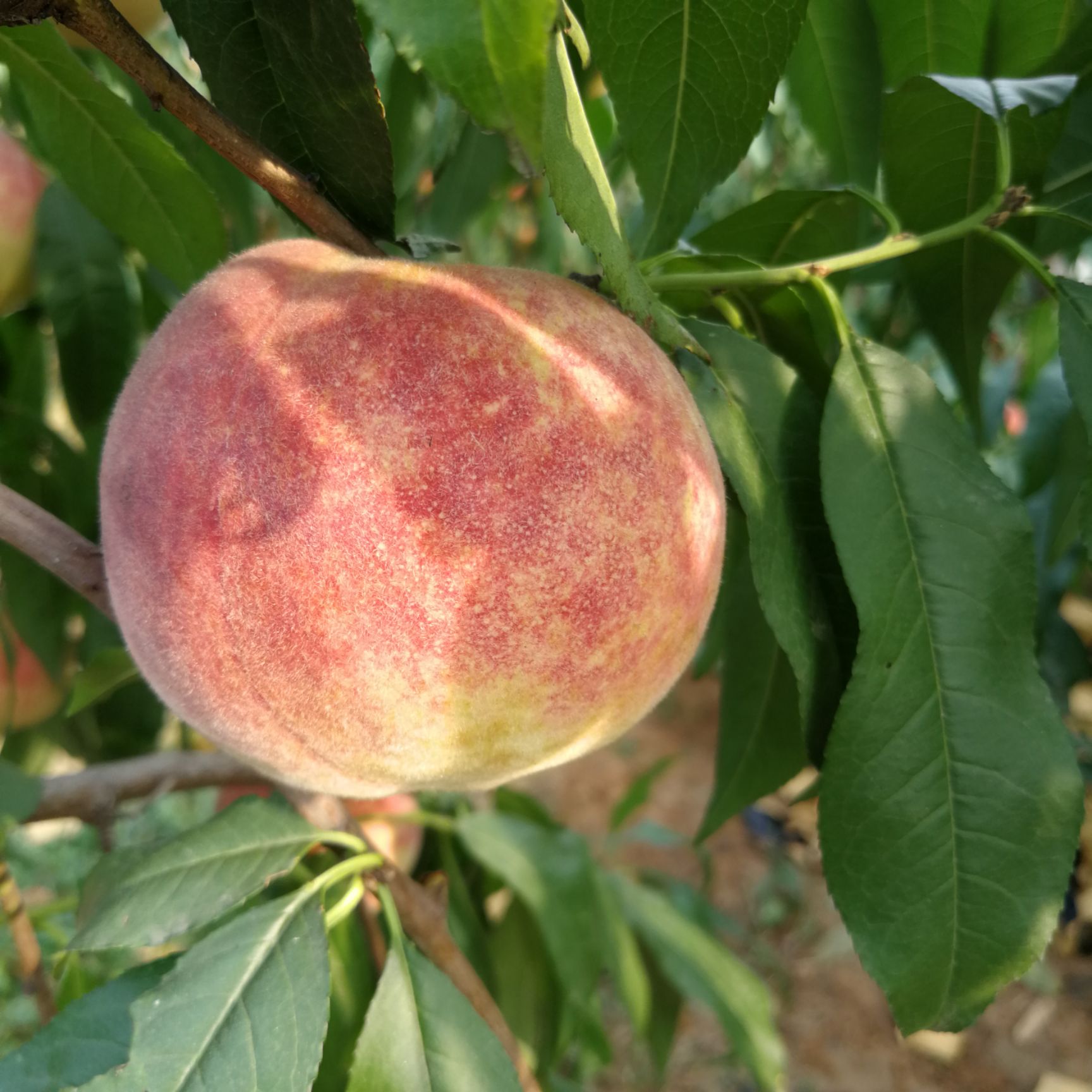 金秋蜜桃 70mm以上 4两以上