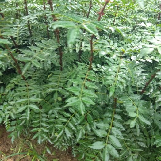 泰安大红袍花椒苗