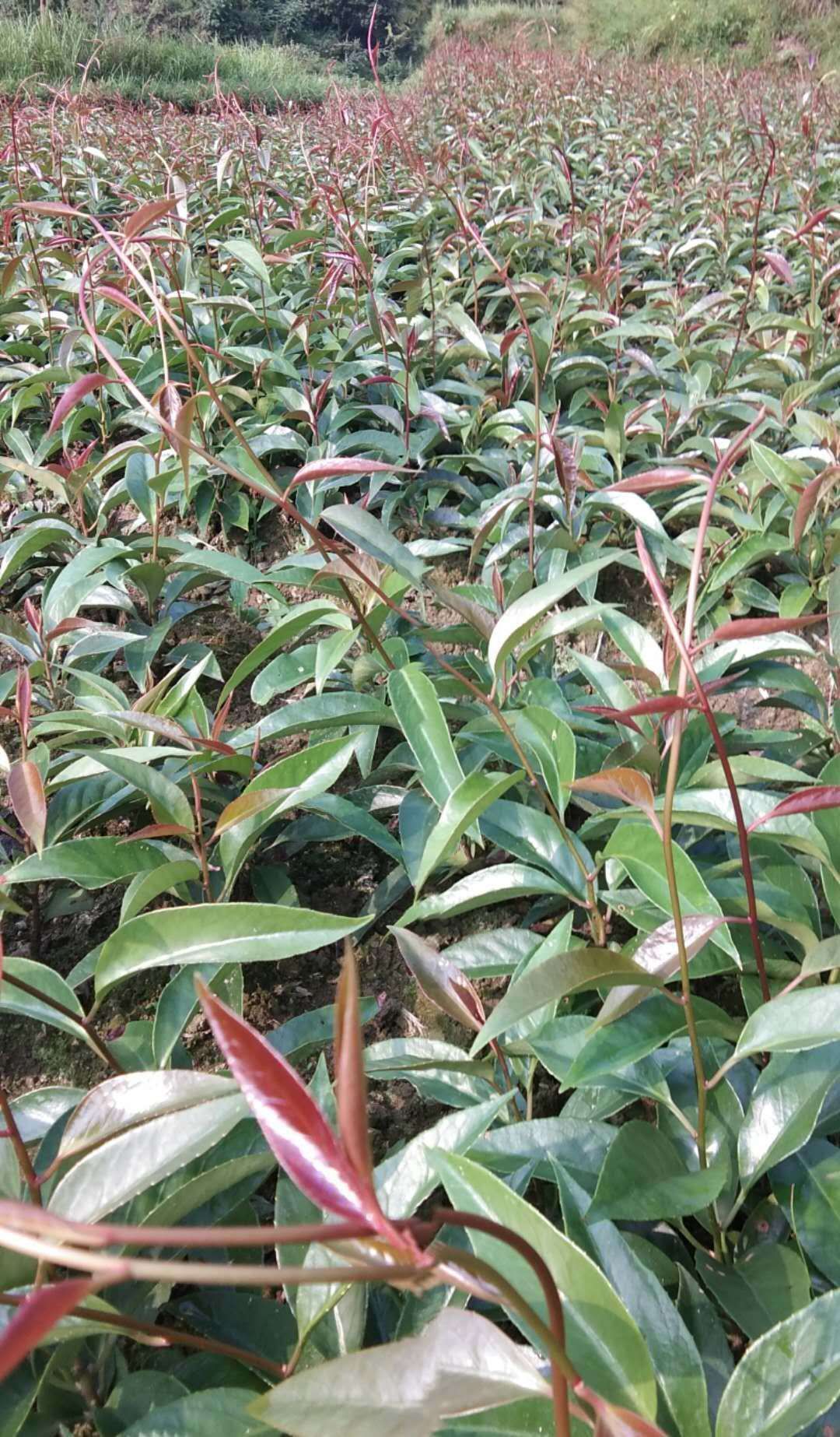 粉红一号 
