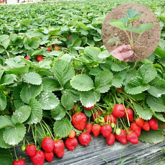 平邑县妙香草莓苗 地栽苗 10~20公分