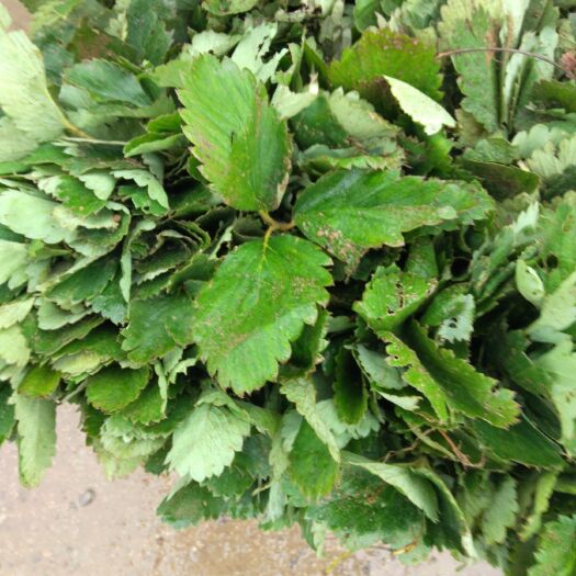 泰安红颜草莓苗 地栽苗 20~30公分