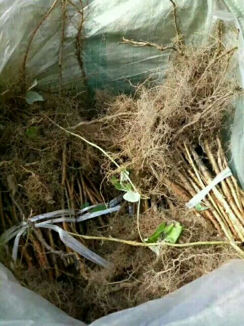  当年栽培当年结果两年双季红树莓苗