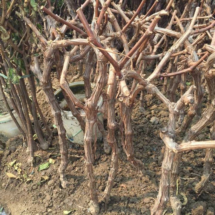 巨峰葡萄苗   2-3公分占地夏黑葡萄苗