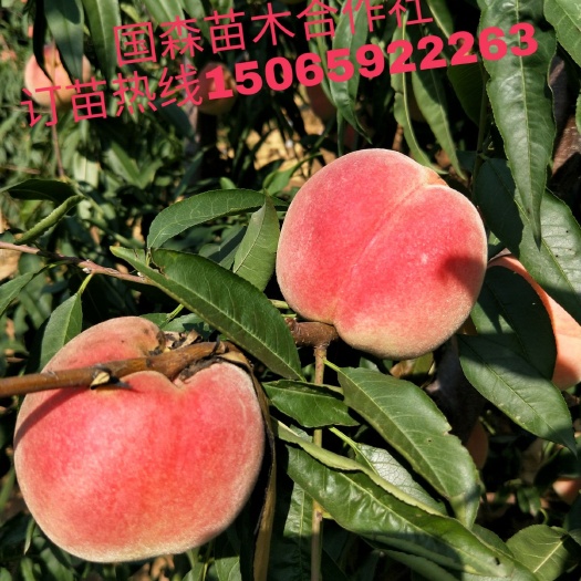 平邑县帅师香桃苗 1.5~2.0米