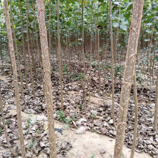 邱县107速生杨