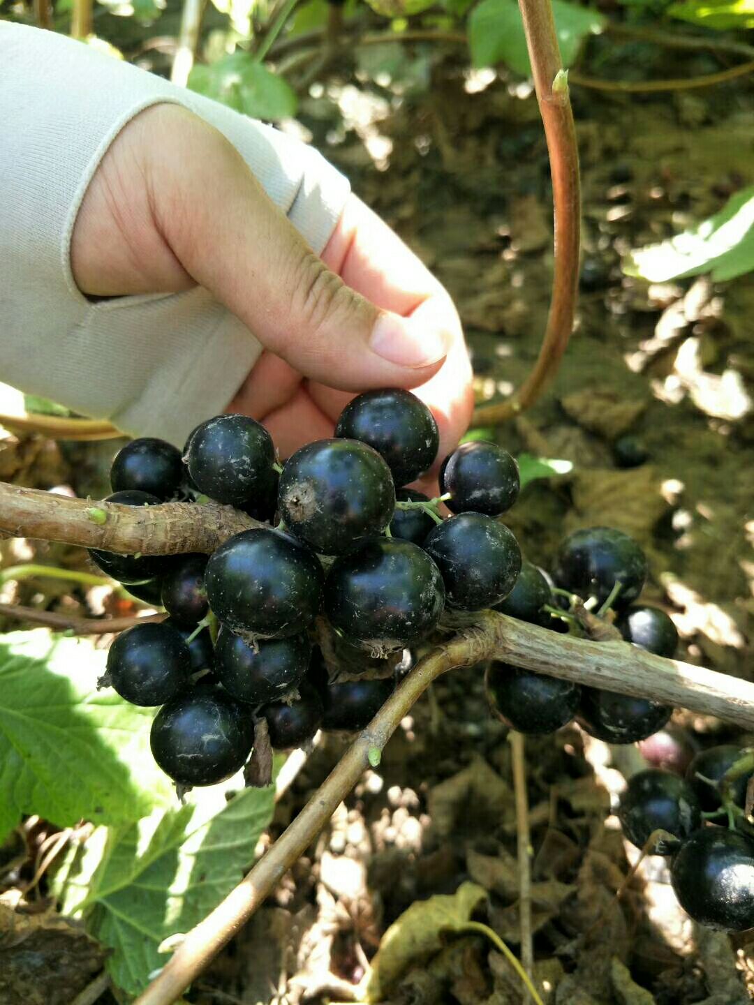 白山黑加仑苗  大果品种紫莓黑加仑树葡萄苗