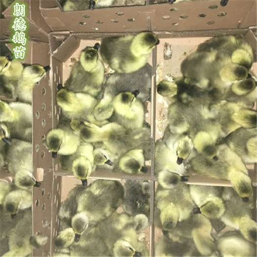 广州郎德鹅苗 