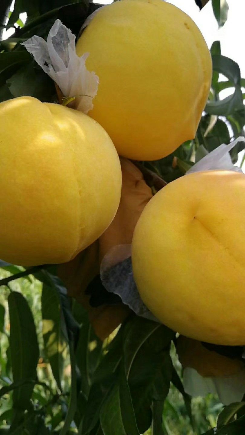 黄桃树苗 1.5~2.0米