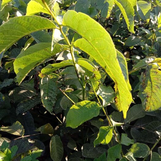 平邑县8518核桃苗  嫁接当年结果薄皮核桃适合全国各地南北方种植