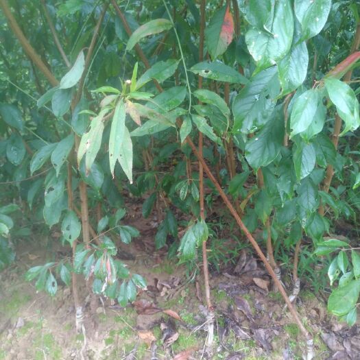 苍溪县蜂糖李树苗 