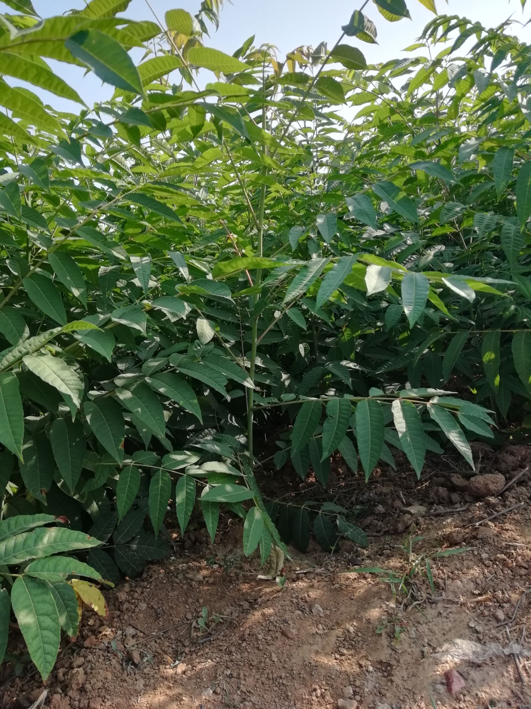 香椿芽苗  泰山红油香椿苗，香椿菜苗  1-2-3公分