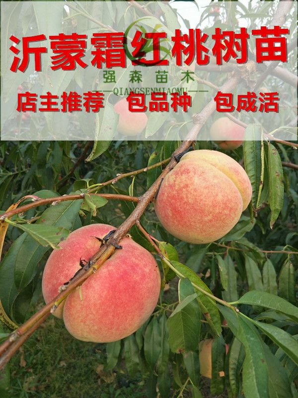 平邑县沂蒙霜红2号苗 晚熟品种，产量高！基地直销保证品种