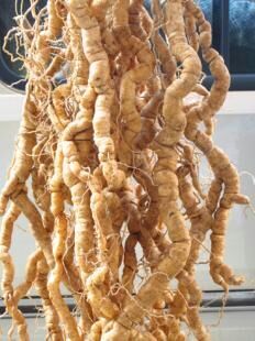 郁南县鲜巴戟