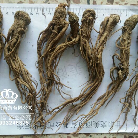 陇西县岷当归