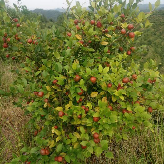 赣州现榨山茶油