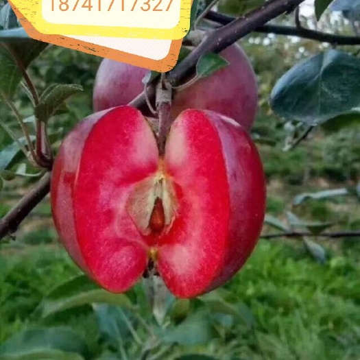营口红肉苹果树苗 红色之爱苹果苗，红肉苹果苗，红肉苹果，红心苹果苗，辽宁苹果苗