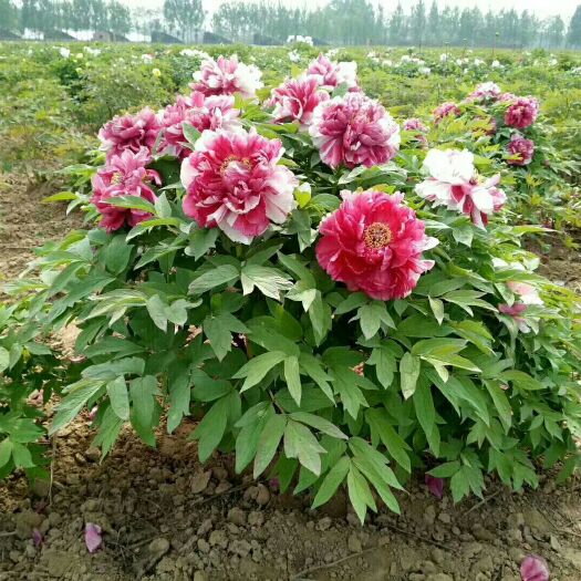 菏泽白芍种子