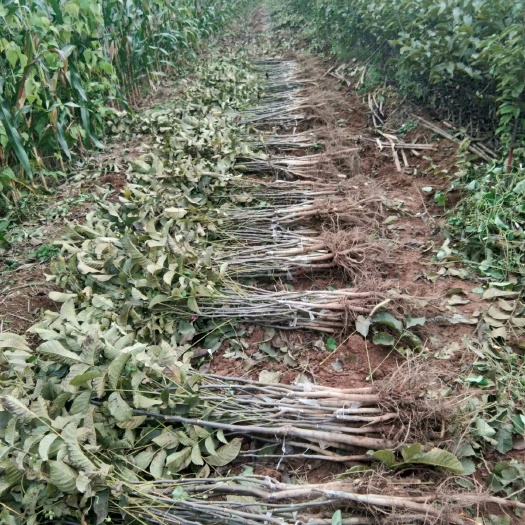 绛县香玲核桃苗  种植结果早，树苗耐寒耐旱比较好