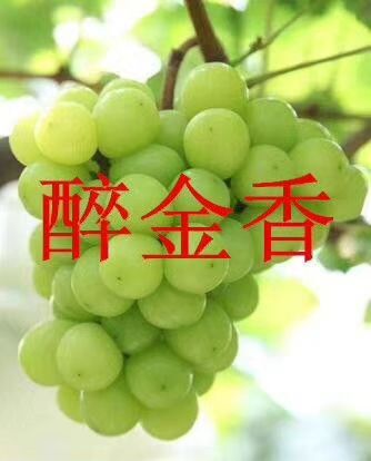 营口 葡萄苗，辽宁葡萄苗，，辽峰葡萄苗