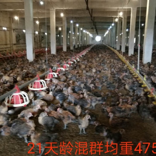 昆明肉鸡苗  精心培育品种，冠大毛亮，肉质鲜美