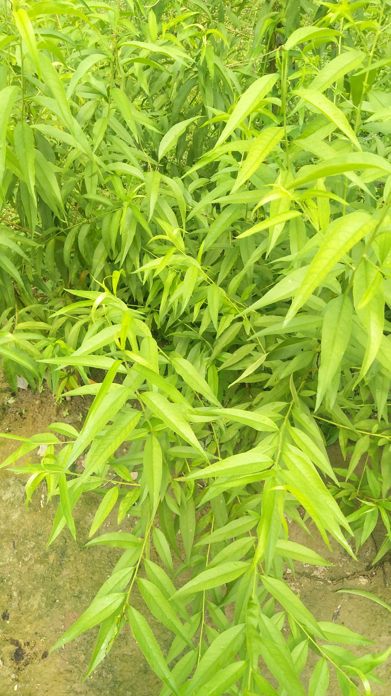 19黄桃苗 0.5~1米 
