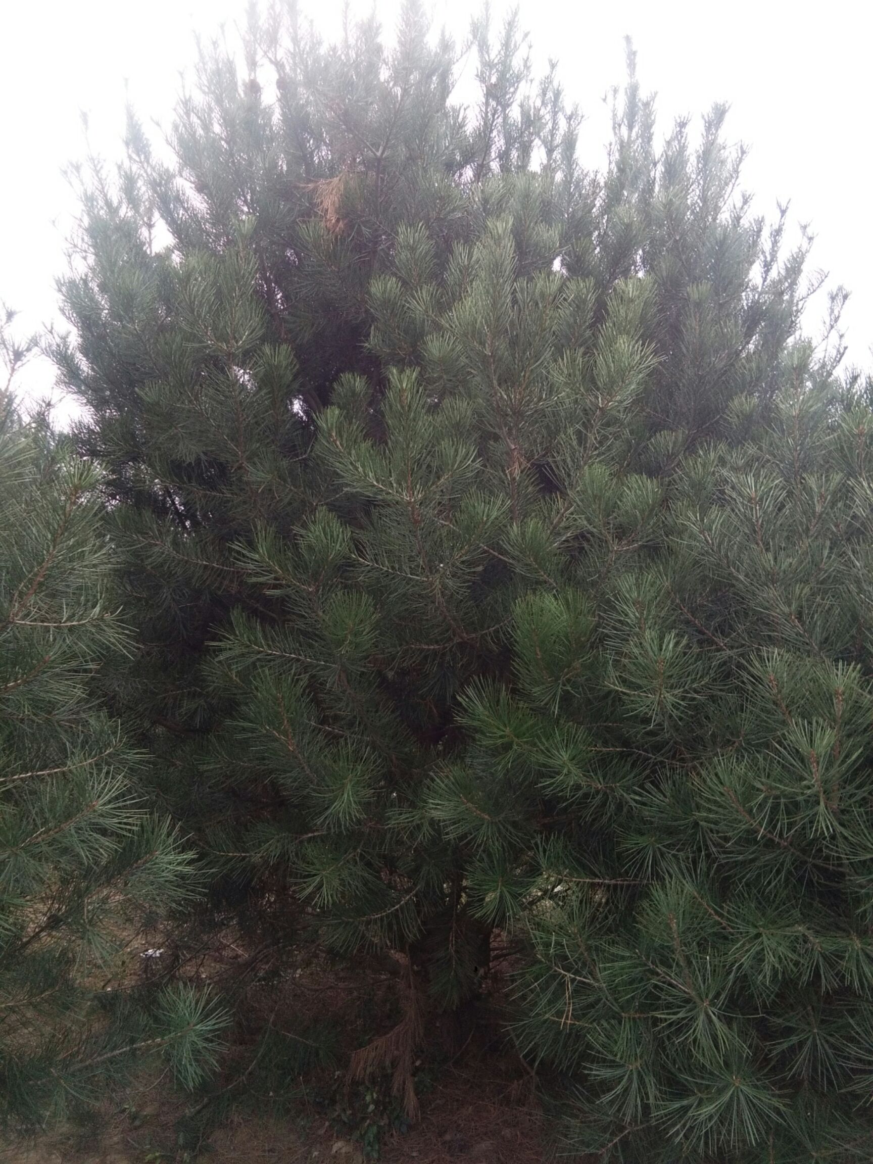 普通白皮松