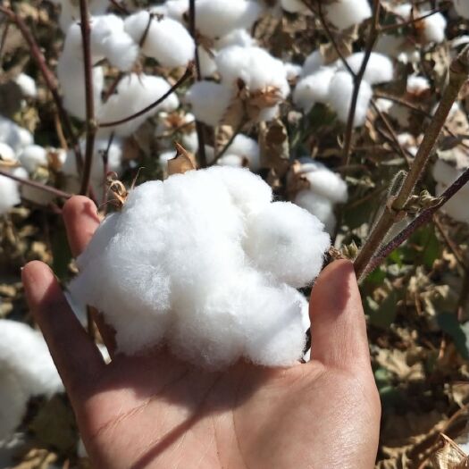 沙湾市新疆棉花 