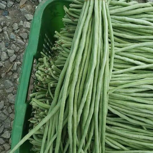 博罗县新鲜蚕豆  自家基地种植，新鲜豆角